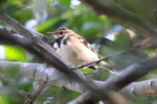 Forest Wagtail (01) - Copy.jpg