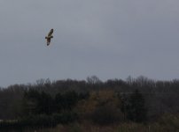 short eared owl.JPG