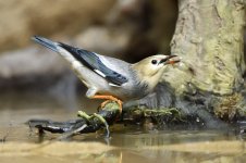 rb starling pond lamma D810 200-500mm_DSC8791.jpg