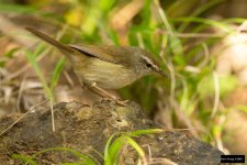 Japanese Bush-Warbler 7.jpg