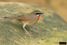 Siberian Rubythroat 6.jpg