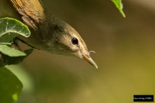 Japanese Bush-Warbler 8.jpg