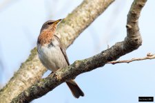 Red-throated Thrush.jpg