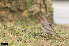 Red-throated Thrush 2.jpg