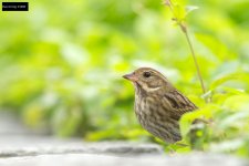 Grey Bunting 3.jpg