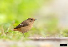 Daurian Redstart 7.jpg