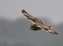 SE Owl_Aberdeen_051115f.jpg