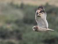 SE Owl_Aberdeen_051115h.jpg