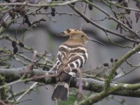 hoopoe-1-wal-heath-02jan16.jpg