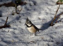 Crested-Tit.jpg