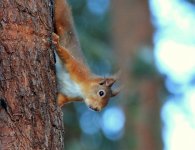 Red-Squirrel.jpg