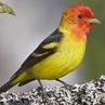 Western_Tanager.jpg