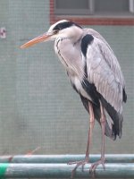 IMG_5803 Grey Heron @ Tai O.jpg