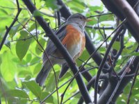 IMG_5827 Grey-backed Thrush @ Tai O.JPG