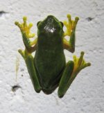 Dainty Tree Frog 03 03 16 (2).JPG