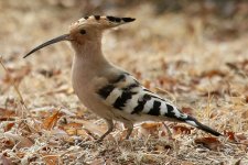 Hoopoe.jpg