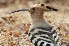 Hoopoe (1).jpg