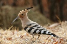 Hoopoe (2).jpg