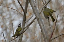 Light-Vented (Chinese) Bulbul.jpg