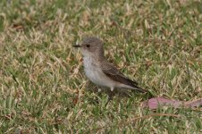 Spotted-Flycatcher-Muscicapa-striata_MG_4719.jpg