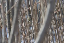 Light-Vented Bulbul.jpg