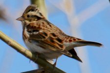 Little Bunting.jpg