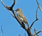 Spotted Flycatcher - Kyrenia 10.15g.jpg