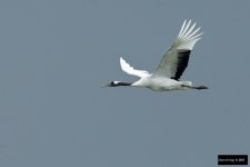 Red-crowned Crane 4.jpg