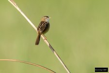 Zitting Cisticola 2.jpg