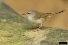 Japanese Bush Warbler.jpg