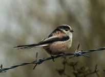 Long-tailed Tit(s) - Mercers - 28th Feb 2016.jpg