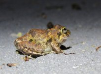 Ornate Burrowing Frog 01 01 16.JPG
