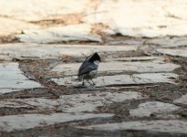 Coal Tit.jpg