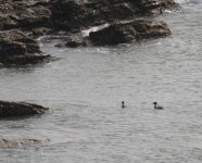 Red-brested Merganser.jpg