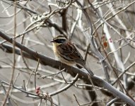 Siberian Accentor.jpg