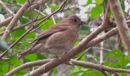 IMG_6062 Common Rosefinch @ Ngong Ping.JPG