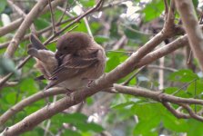 IMG_6064 Common Rosefinch @ Ngong Ping.JPG