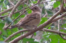 IMG_6065 Common Rosefinch @ Ngong Ping.JPG