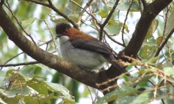 IMG_6071 Chestnut Bulbul @ Ngong Ping.JPG