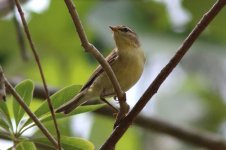 Willow Warbler (04) - Copy.jpg