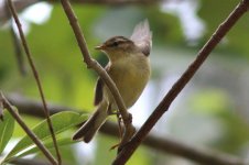 Willow Warbler (06) - Copy.jpg