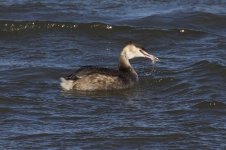 Great Crested Grebe _G9A0067.jpg