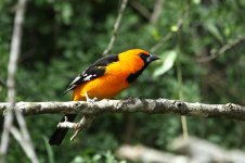 Altimara Oriole us 2.jpg