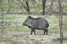 Collared Peccary us 4.jpg