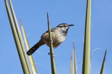 Cactus Wren us 5.jpg