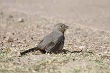 Canyon Towhee us 2.jpg