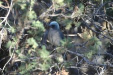 Mexican Jay us 1.jpg