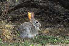 Desert Cottontail us 1.jpg