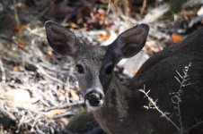 Mule Deer us 1.jpg