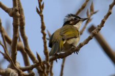 Light-Vented Bulbul.jpg